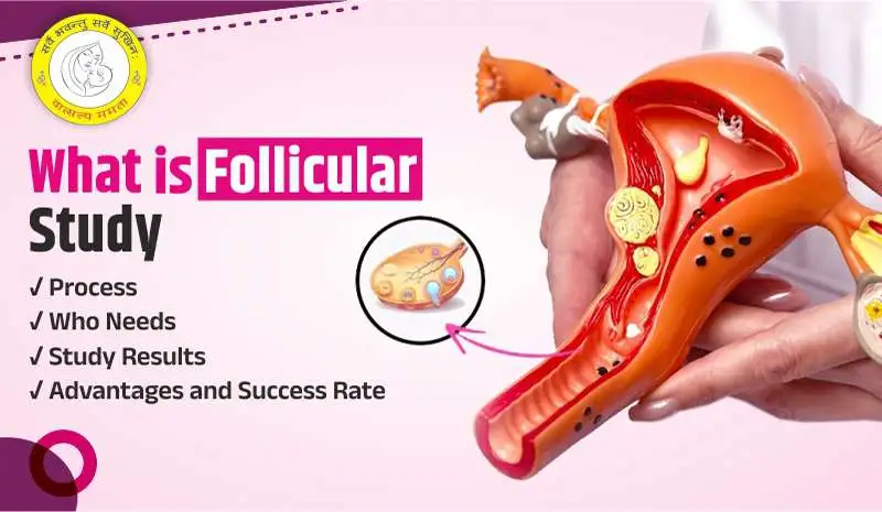 Understanding Follicular Study